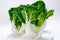 Young white bok choy or bak choi Chinese cabbage