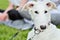 Young white Borzoi puppy or russian greyhound. Dog in a leash wearing a collar. Intensive look. Laying Relaxed on grass on a sunny