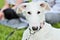 Young white Borzoi puppy or russian greyhound. Dog in a leash wearing a collar. Intensive look. Laying Relaxed on grass on a sunny