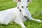 Young white Borzoi puppy or russian greyhound. Dog in a leash wearing a collar. Intensive look. Laying Relaxed on grass on a sunny