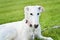 Young white Borzoi puppy or russian greyhound. Dog in a leash wearing a collar. Intensive look. Laying Relaxed on grass on a sunny