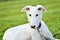 Young white Borzoi puppy or russian greyhound. Dog in a leash wearing a collar. Intensive look. Laying Relaxed on grass on a sunny