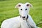 Young white Borzoi puppy or russian greyhound. Dog in a leash wearing a collar. Intensive look. Laying Relaxed on grass on a sunny
