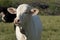 Young white Brahman breed cow