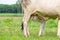 A young white brahman calf trying to drink milk