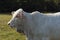 Young white Brahman heifer on pasture