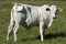 Young white Brahman heifer on pasture