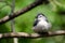 Young White-Breasted Nuthatch Perched on a Branch