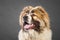 Young white brown Caucasian Shepherd Dog in studio