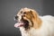 Young white brown Caucasian Shepherd Dog in studio