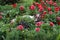 Young white-brown dog lies on rest in red dahlias