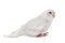 Young white budgerigar