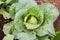 Young white cabbage beaten with hail. White cabbage in the garden