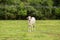 A young white calf in a fresh green.