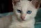 Young white cat with light blue eyes and gentle gaze looking at the camera. Domestic animal