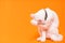 young white cat shyly covers its face, orange background