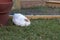 Young white chicken resting in the coop