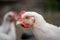 Young white chicken walk in the courtyard of a village house close up