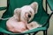 Young White Chinese Crested Dog Sit In Chair. Hairless Breed Of