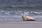 Young white common seal