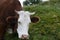 A young white cow grazes on green grass in forest