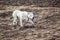 Young white dog breed pitbull running through field. White dog