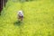 Young white dog breed pitbull running through green grass. Walk