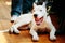 Young White Dogo Argentino Dog laying On Wooden