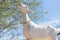 Young white domestic goat chews juicy shoots and new green leaves of shrub in early spring on sunny day. livestock and animal