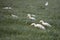 Young white ducks search for food in wet grass of morning meadow