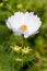 Young white Echinacea flower