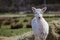 Young white fallow deer