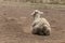 A Young White Female Alpaca