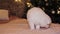 A young white and fluffy puppy of a Samoyed dog on a bed against the backdrop of a Christmas tree