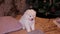 A young white and fluffy puppy of a Samoyed dog on a bed against the backdrop of a Christmas tree