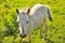 Young White foal