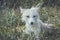 Young White Fox in grass in soft afternoon light