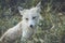 Young White Fox in grass in soft afternoon light