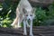 Young White Fox Vulpes on log in soft afternoon light