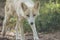 Young White Fox walks along grass in soft afternoon light