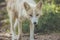 Young White Fox walks along grass in soft afternoon light