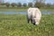 Young white Galloway cattle grazes in a nature reserve