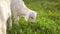 Young white goad kid grazing on sun lit spring meadow with dandelions.