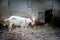 Young white goat in the farm shelter