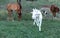 Young White Goat And Horses 1