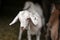 Young white goat kid, blurred barn stable in background. Detail on head