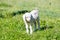 Young White goat kid standing in sunlight in field