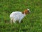 Young white goat whith a brown head