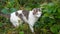 Young white-gray tabby cat is walking in the green grass. Domestic cat is hunting on the loose. Cat sits in the high