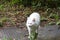 A young white hairy cat with light brown eye